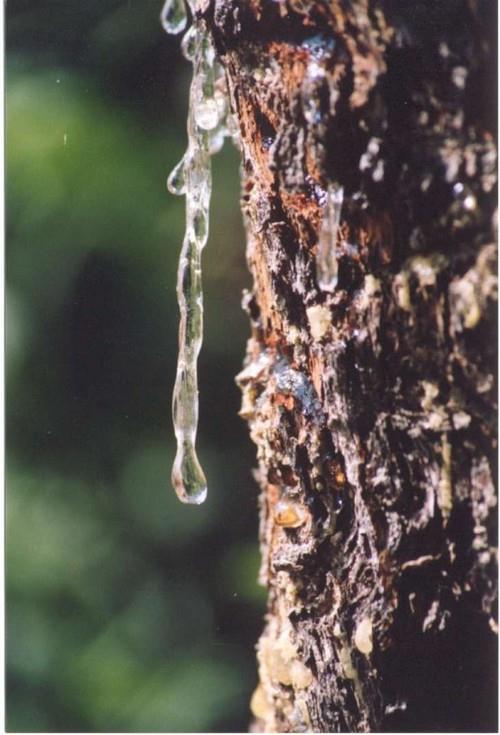 Pryskyřice z keře Pistacia leniscus