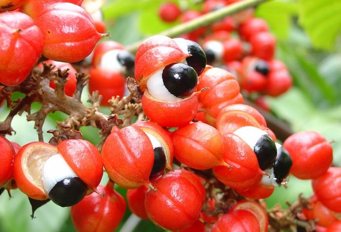 Paulinie opojná se pěstuje jen na brazilských plantážích 