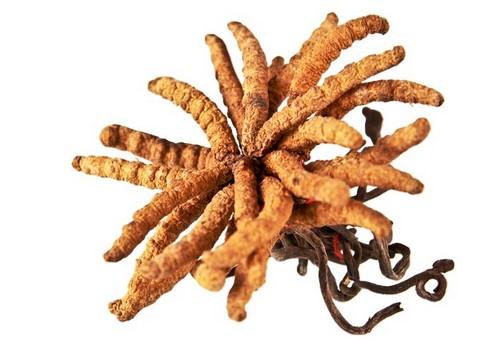 Cordyceps - medicinální houba