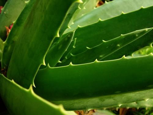 Aloe Vera