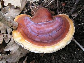 Reishi - Ganoderma