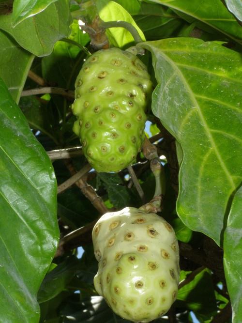 Noni