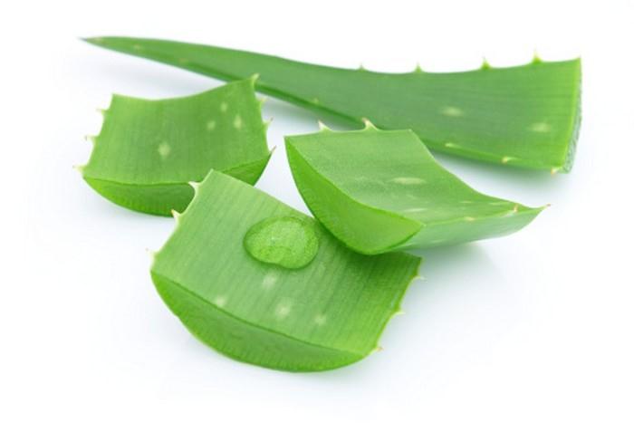 Léčivá bylinka ALOE VERA